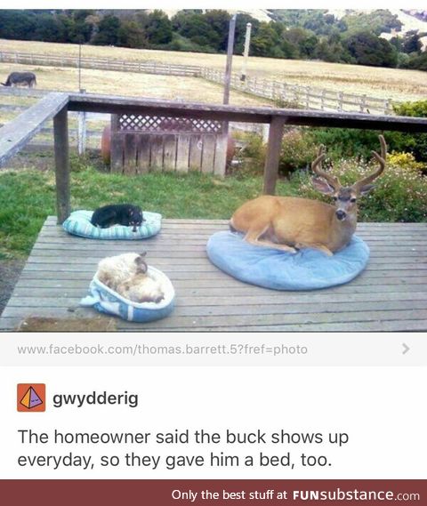 Knickknack patio-whack, give the buck a bed