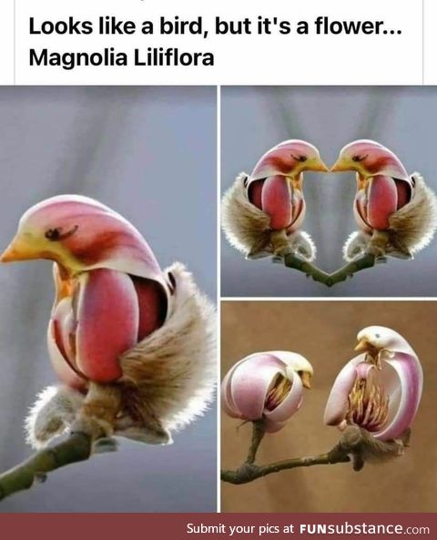 Magnolia Liliflora - Flower that looks like a bird