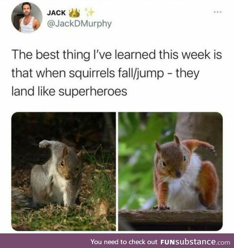 When squirrels land like superheroes