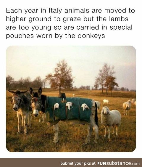 Donkeys with Lambs in their pockets