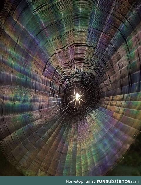 The flash on the spiderweb made a rainbow effect