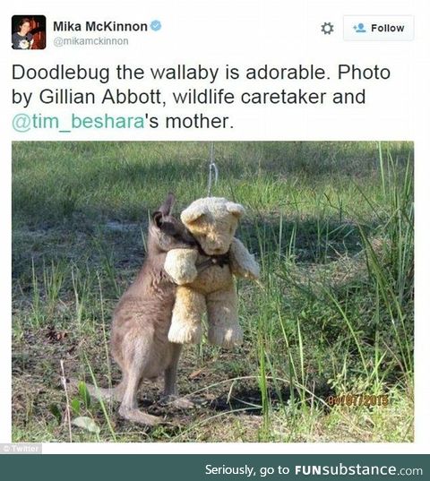 Doodlebug the wallaby