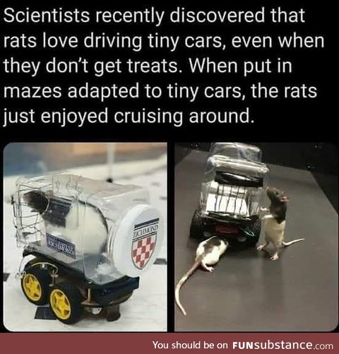 Rats enjoy driving tiny cars