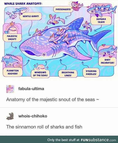 Anatomy of a whale shark