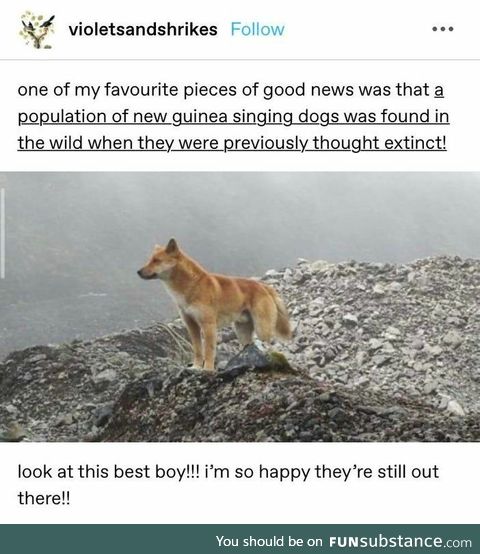 New Guinea singing dogs