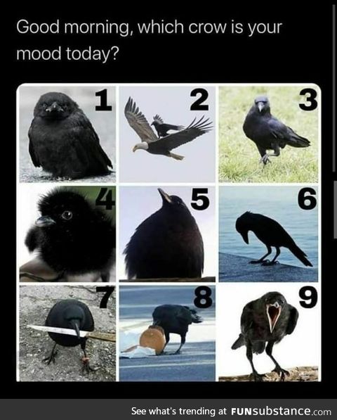 Number 4 is not a crow, but other than that which is your mood