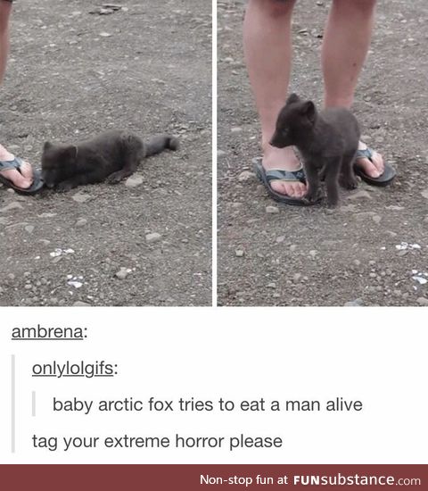 Baby arcticfox tries to eat man alive