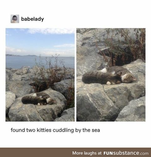 Two cats cuddling by the beach