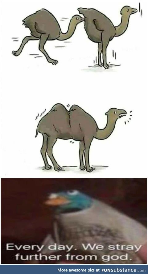 Ostrich: Become Camel