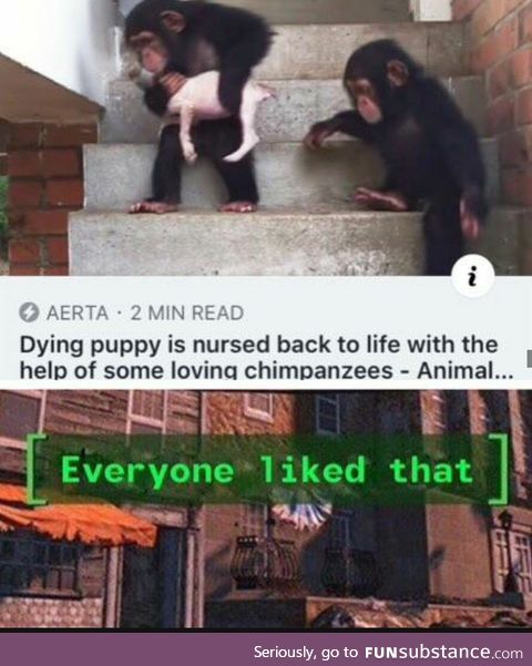 Dying puppy nursed to health by chimpanzees