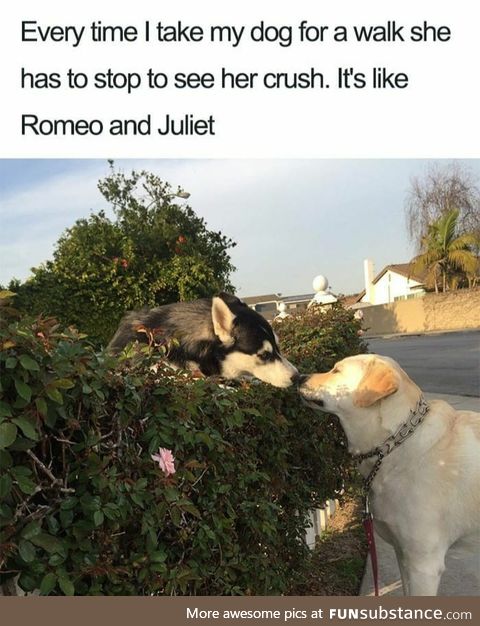 Dog has to stop and see her friend everytime they go for a walk