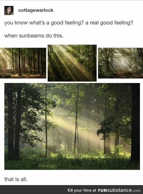 Komorebi - Sunlight filtering through trees