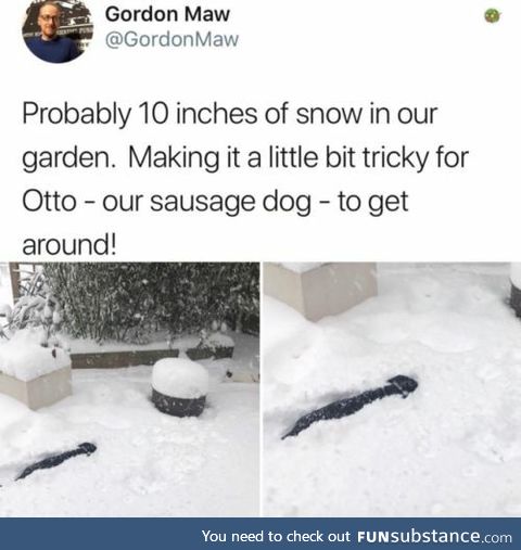 Sausage dog having trouble in the snow