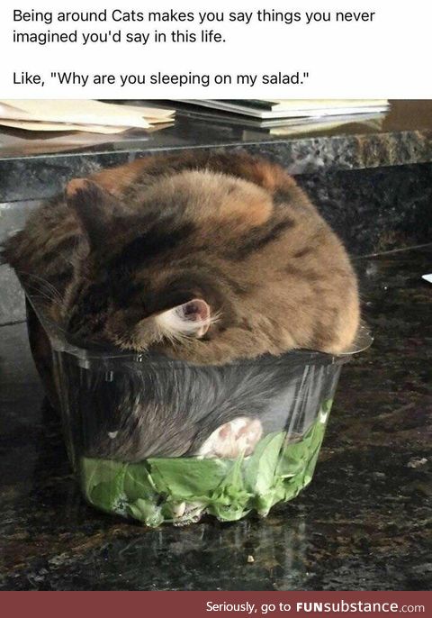 Why are you sleeping on my salad