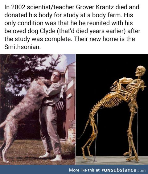 Give a dog a bone