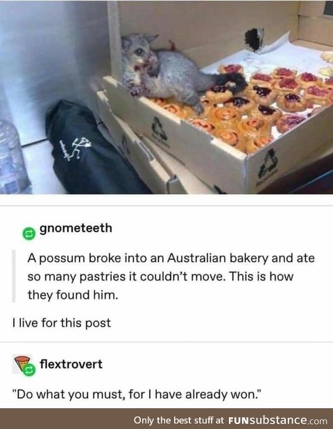 So a possum breaks into a bakery