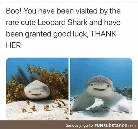 Rare cute leopard shark