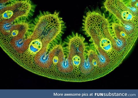 Grass cells under a microscope