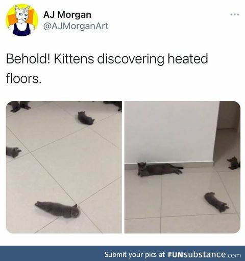 Kittens discovering heated floors