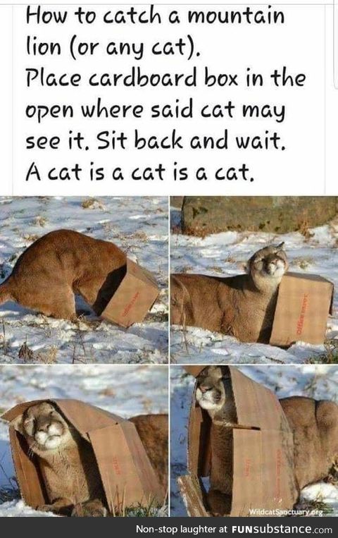 Cat is a cat is a cat