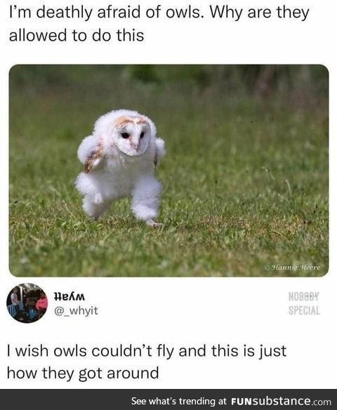 Owl on the move