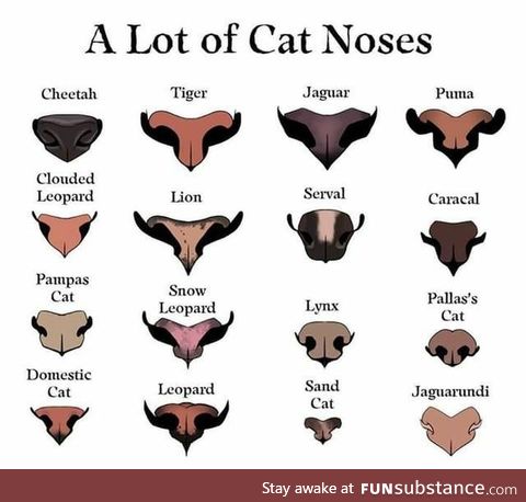 A lot of cat noses