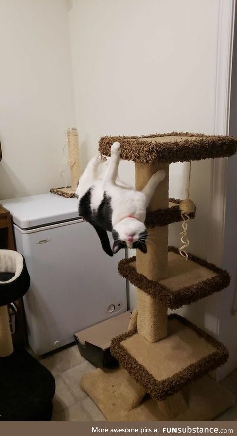 Gravity is a law, cats don't obey the law