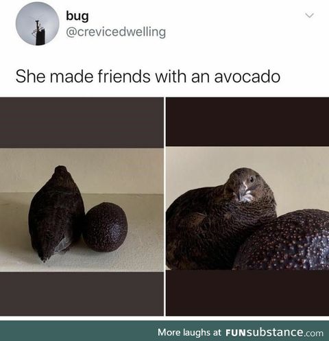 Making friends with avocado