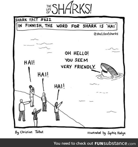 Shark fact nr. 623, it's also the Norwegian word for shark
