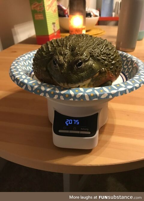 Froggo Fun R #3 - How Much Does a Chonk Weigh?