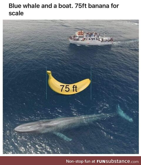 Larger Banana for whale