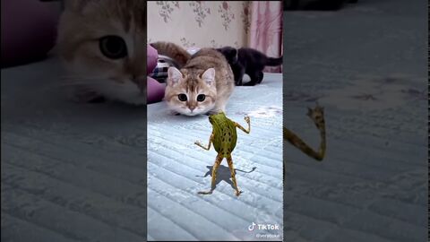 Froggo Fun R #7 - When the Catnip Kicks in