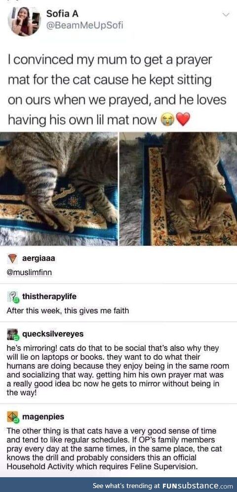 Most worshipful kitteh