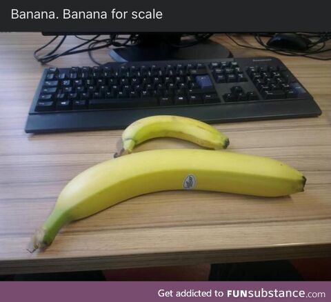 Bananas are bigger than you think.