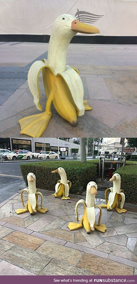 These ducks are bananas
