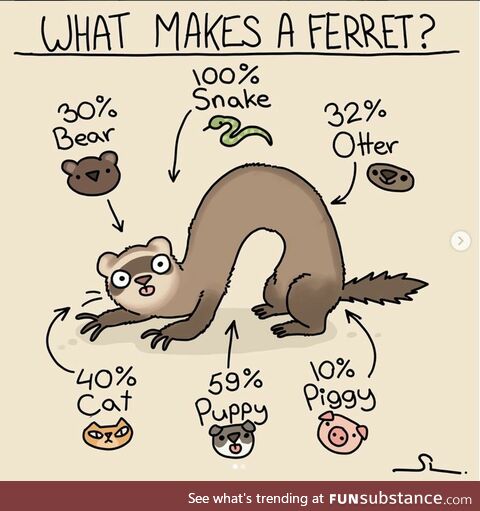 What makes a ferret