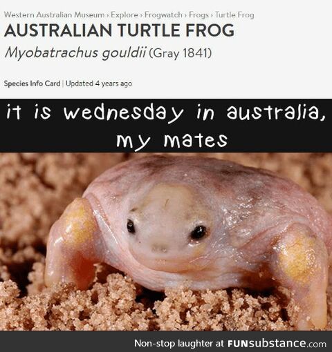 Froggo Fun R #25/Special - Happy Australia Day!