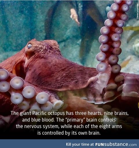 Octopi are weird