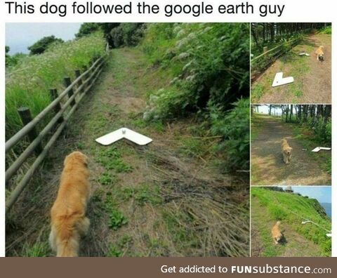 Dog following Google earth