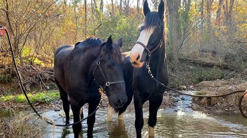 Teton and Phantom [FeelGoodSubstance]