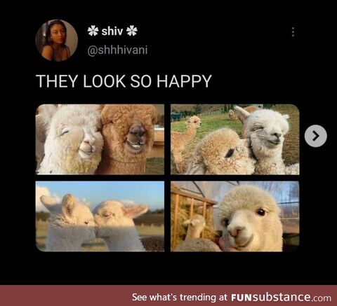 Happy Alpaca