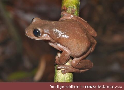 Froggo Fun R #46 - Happpy Discount Chocolate Day!