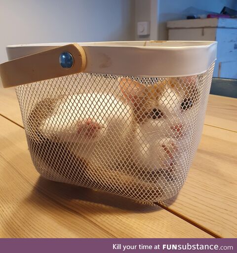 I see your basket cat & raise you a basket cat