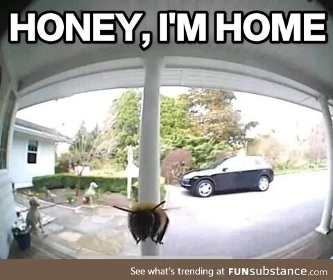 Busy Bee Returns to His House