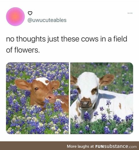 Just some cows in fields of flowers