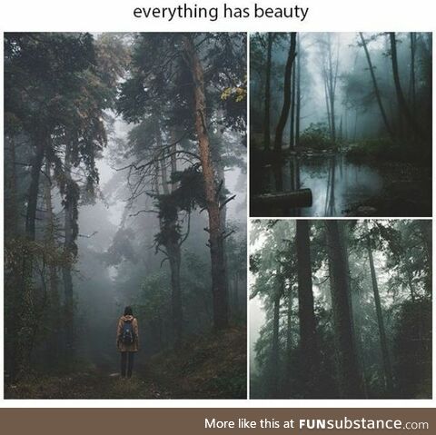 Everything has beauty