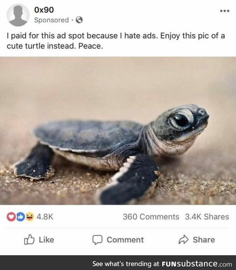 Enjoy this cute turtle in peace