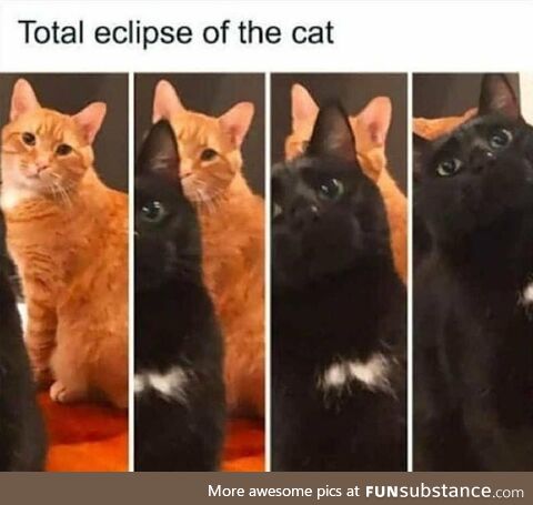 A Rare Catstronomical Phenomenon