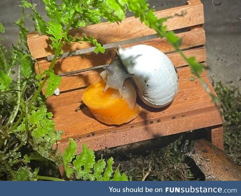 Just a Snail Sitting Down for a Snack