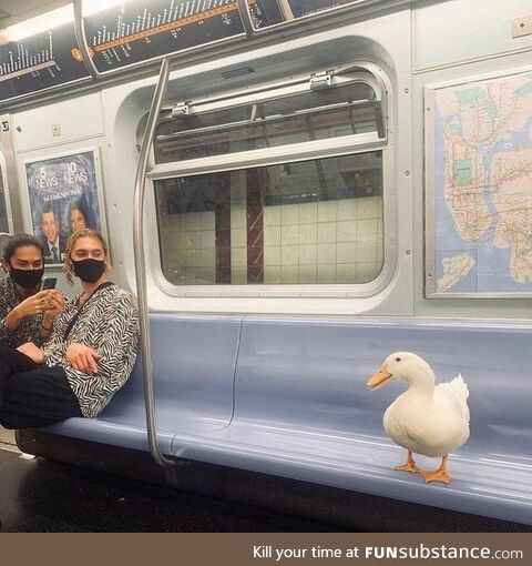 The Things You See on the Subway